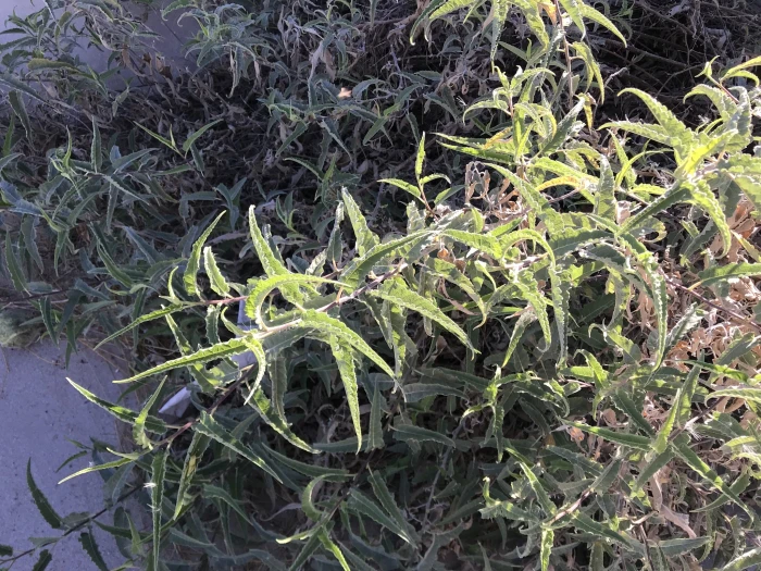 Ambrosia ambrosioides image