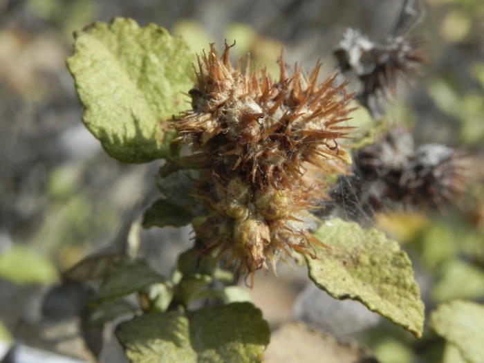 Ambrosia chenopodiifolia image
