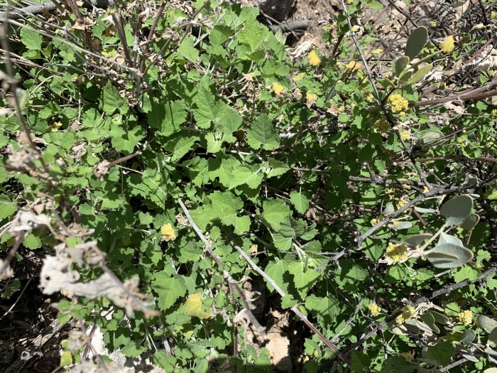 Ambrosia cordifolia image
