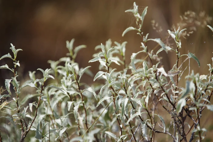 Ambrosia deltoidea image