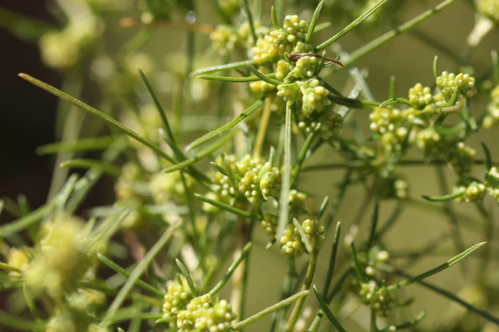 Ambrosia monogyra image