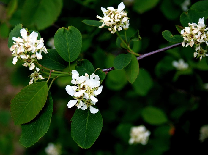 Amelanchier alnifolia image