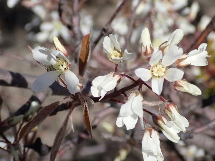 Amelanchier arborea image