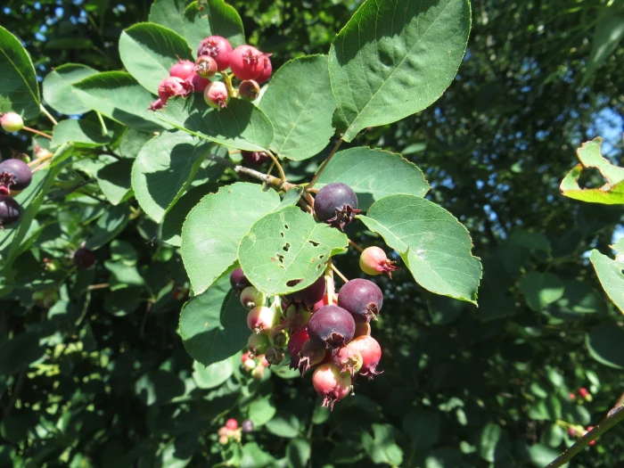 Amelanchier spicata image