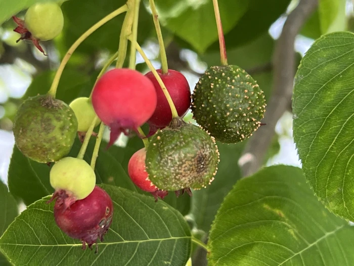 Amelanchier stolonifera image