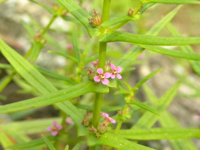 Ammannia coccinea image