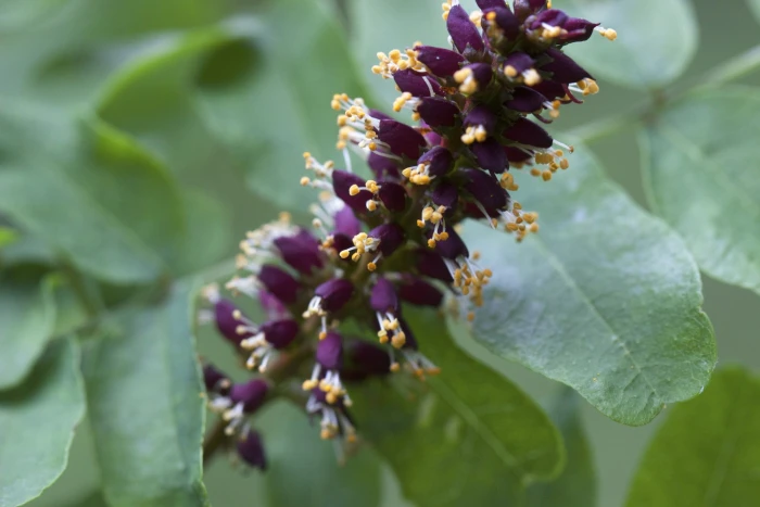 Amorpha californica image