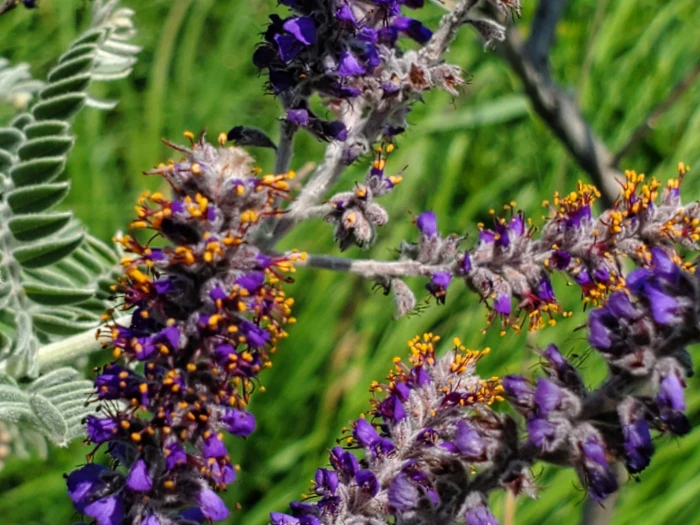 Amorpha canescens image