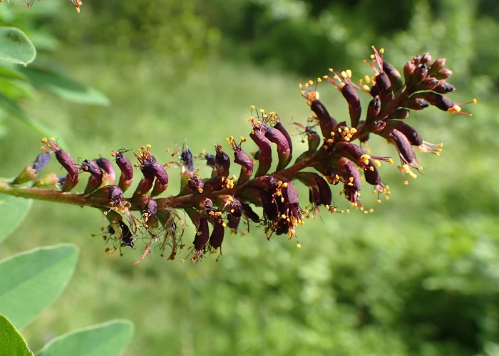 Amorpha fruticosa image