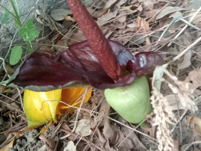 Amorphophallus abyssinicus image