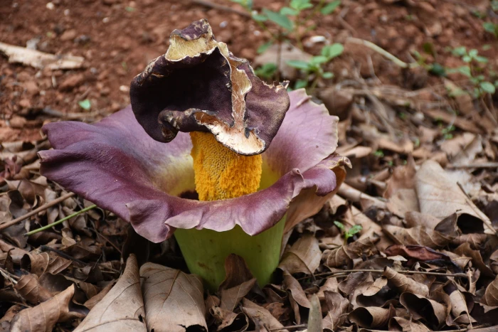 Amorphophallus paeoniifolius image