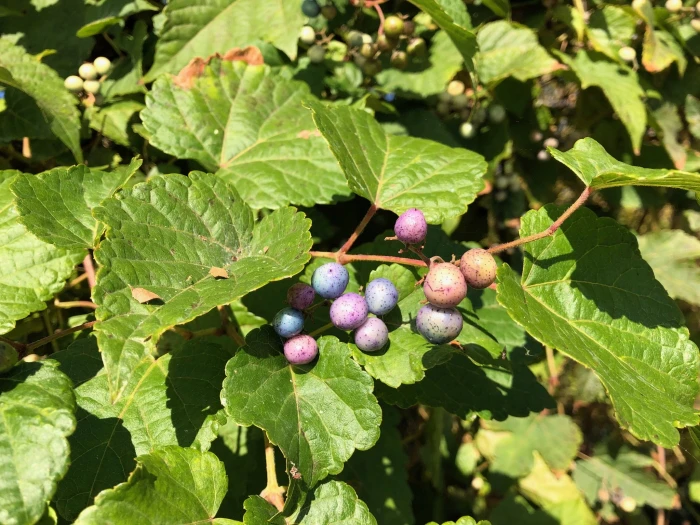 Ampelopsis glandulosa image