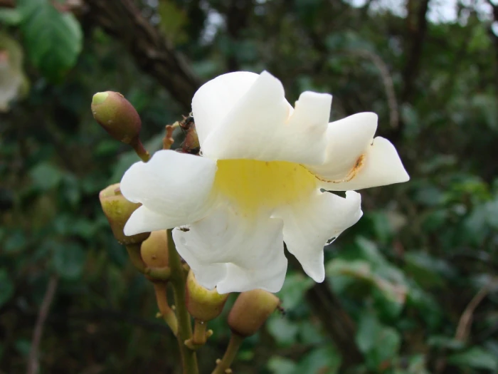 Amphilophium crucigerum image