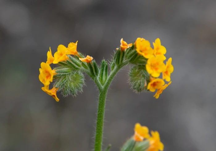 Amsinckia menziesii image