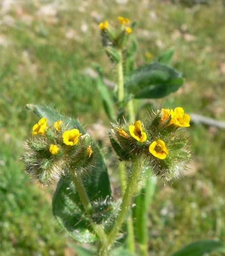 Amsinckia tessellata image