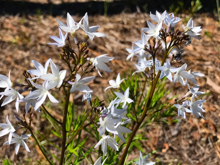Amsonia ciliata image