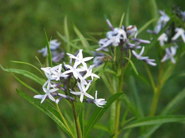 Amsonia hubrichtii image