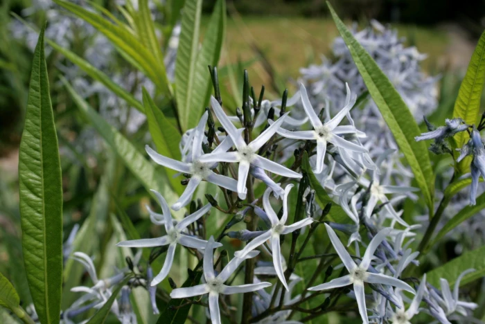 Amsonia tabernaemontana image