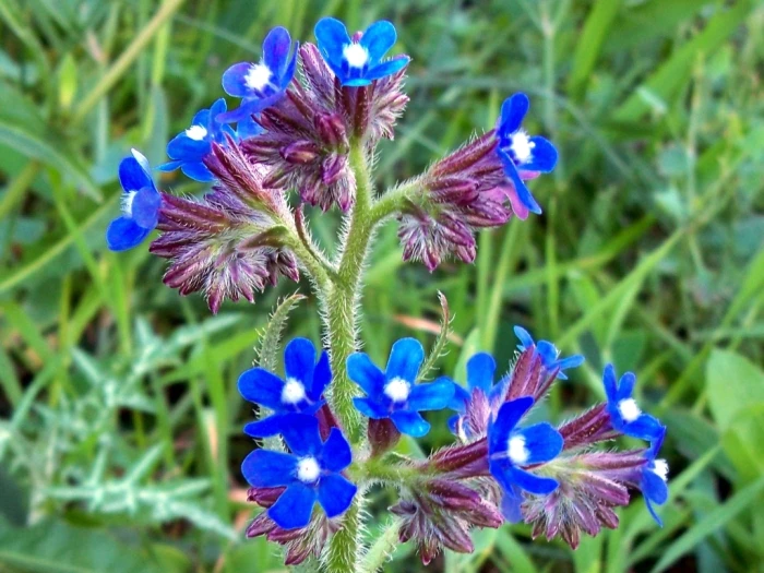 Anchusa azurea image