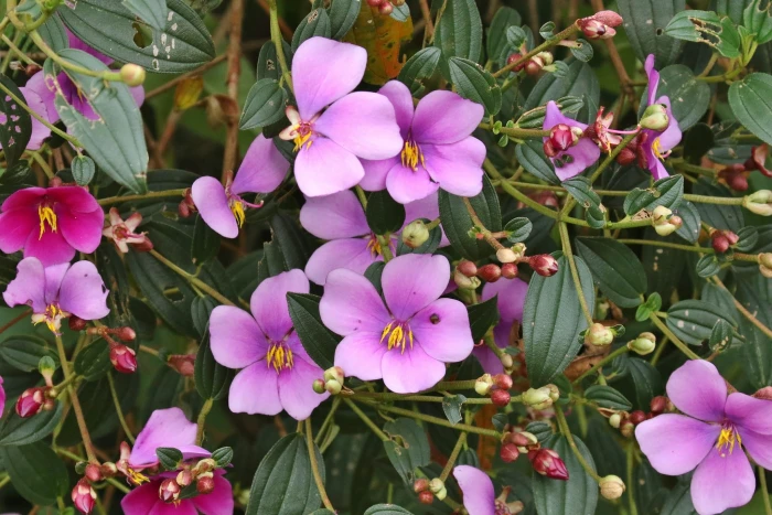 Andesanthus lepidotus image