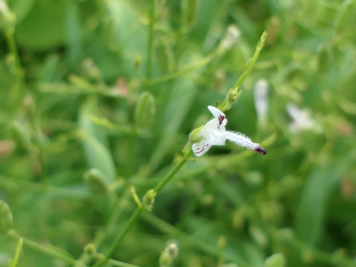 Andrographis paniculata image