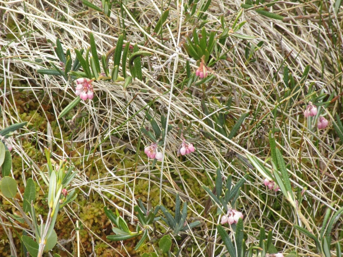 Andromeda glaucophylla image