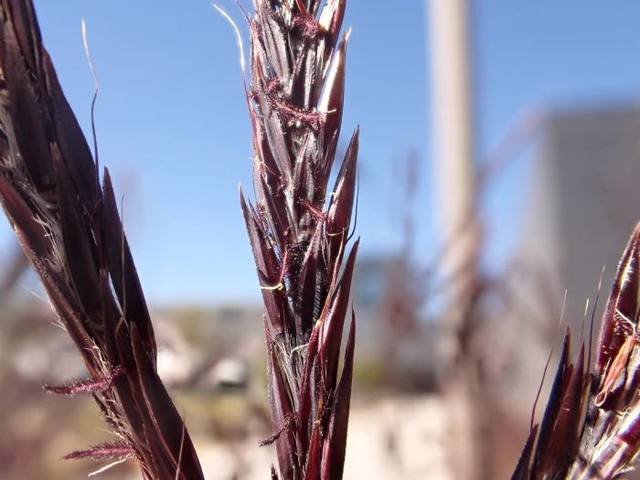 Andropogon gerardii image