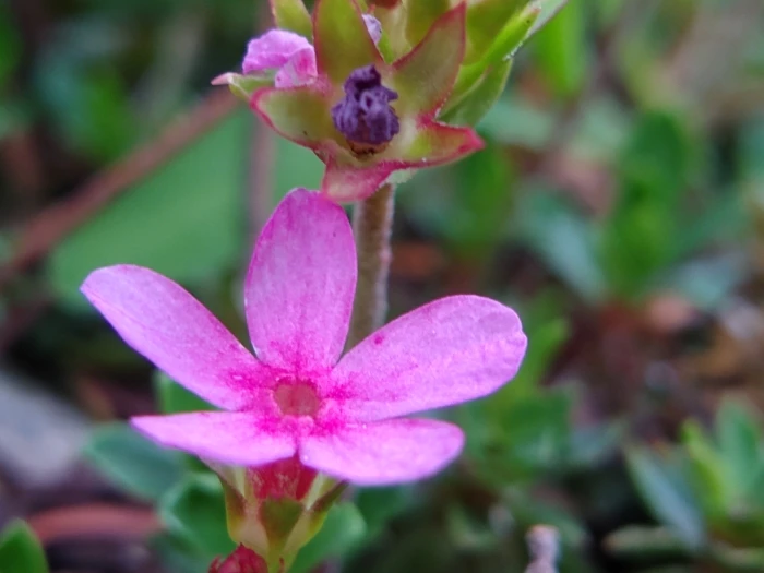 Androsace laevigata image