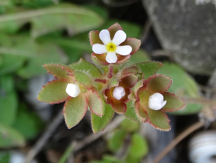 Androsace maxima image