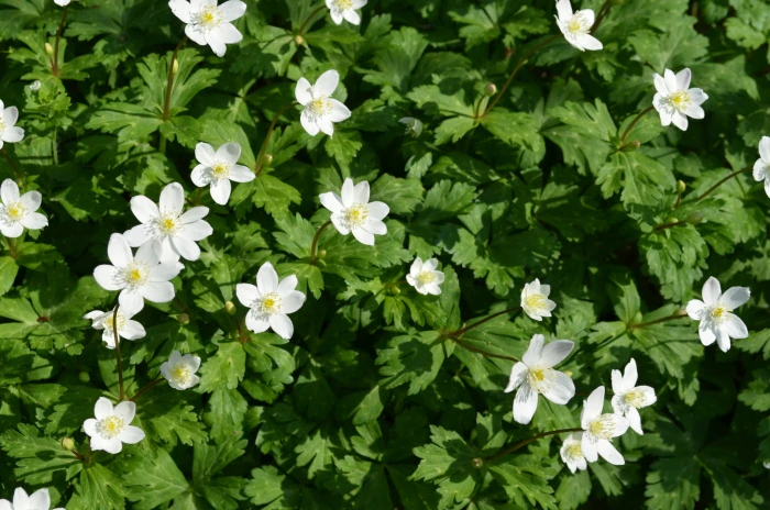 Anemonastrum flaccidum image