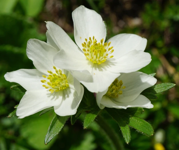 Anemonastrum narcissiflorum image