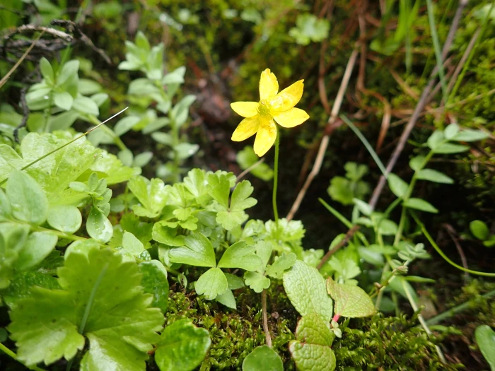 Anemonastrum richardsonii image
