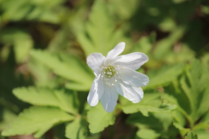 Anemone altaica image