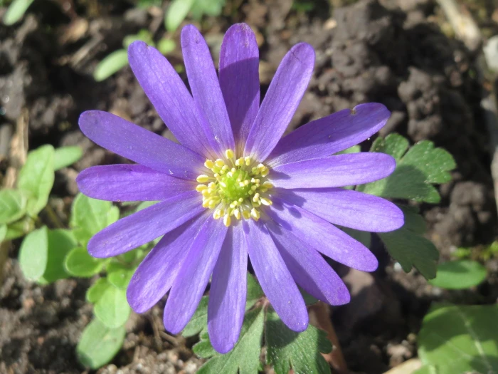 Anemone blanda image
