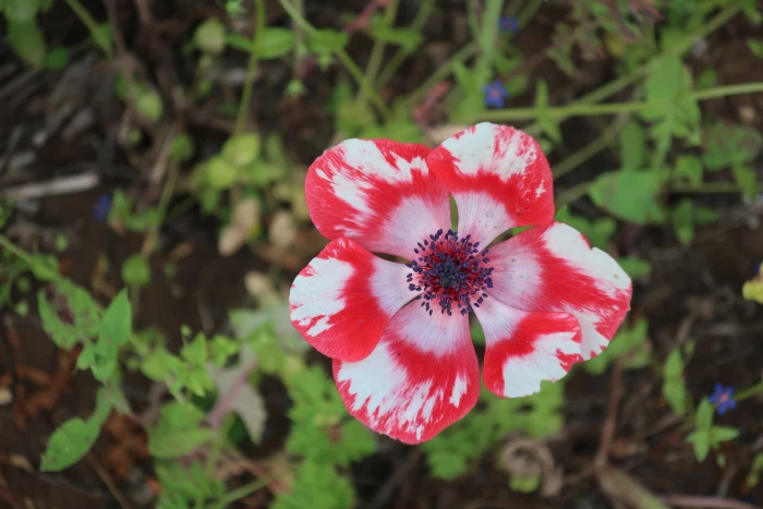 Anemone coronaria image