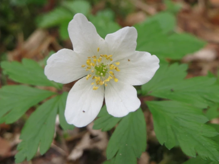 Anemone nemorosa image