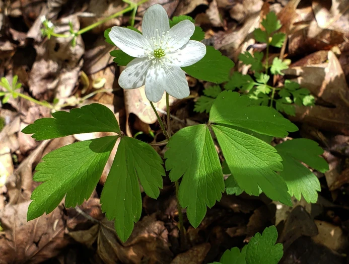 Anemone quinquefolia image