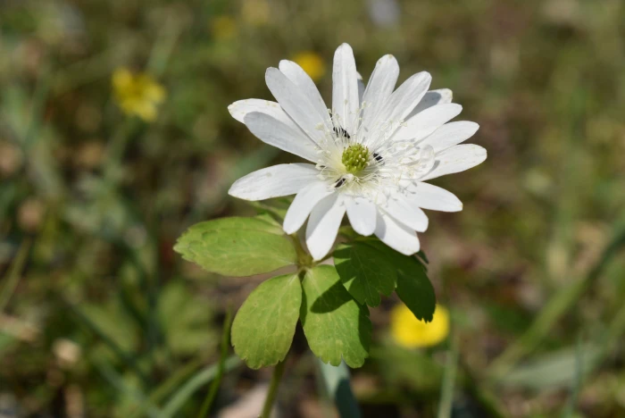 Anemone raddeana image