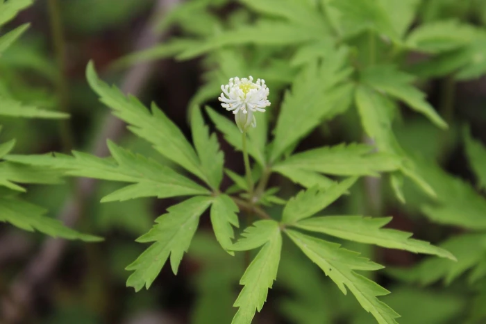 Anemone reflexa image