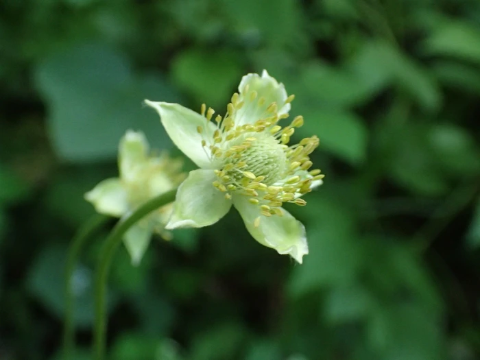 Anemone virginiana image