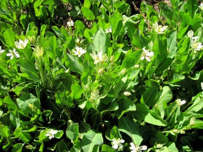 Anemopsis californica image