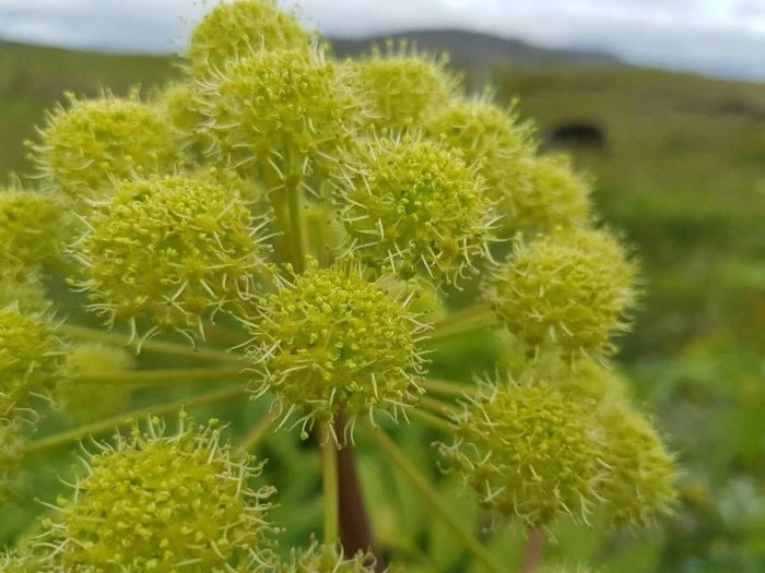 Angelica archangelica image