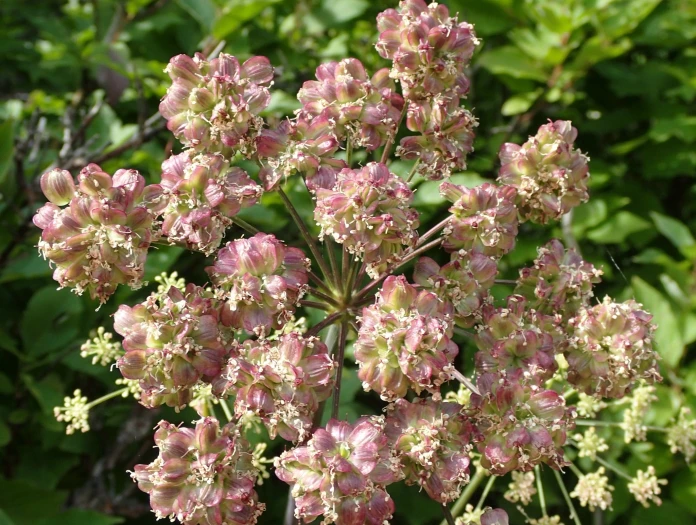 Angelica arguta image