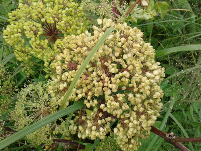 Angelica atropurpurea image