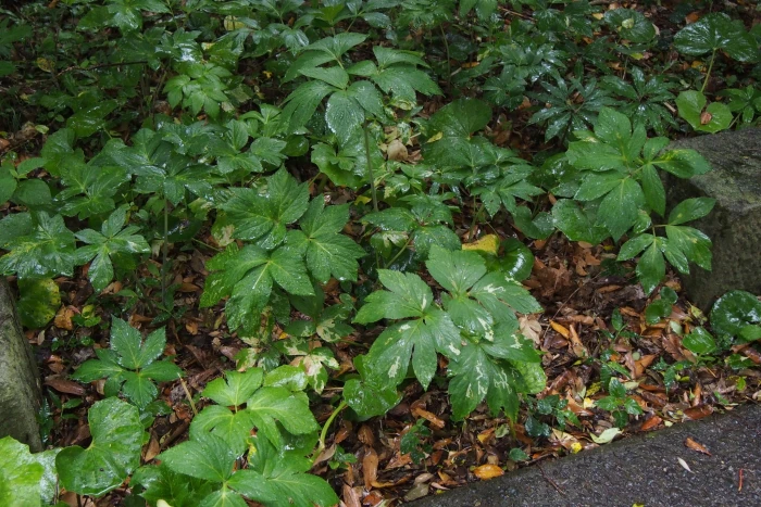 Angelica japonica image