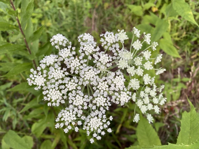 Angelica venenosa image