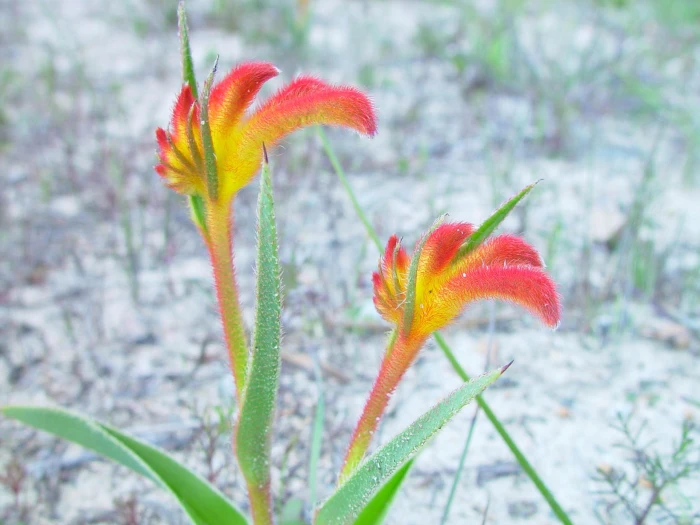 Anigozanthos bicolor image