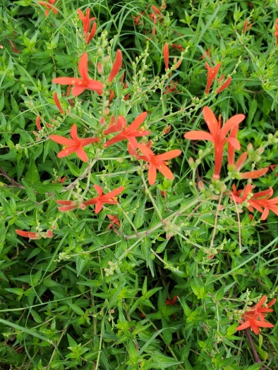 Anisacanthus quadrifidus image