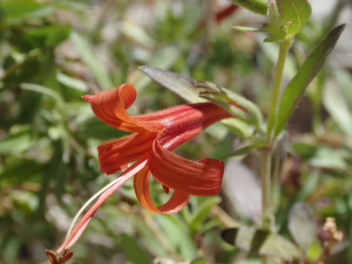 Anisacanthus thurberi image