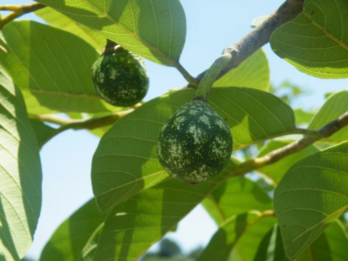 Annona senegalensis image
